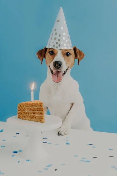 Gefeliciteerd Met Eerste Hondenverjaardag Mooie Jack Russel Terrier Hond Draagt — Stockfoto