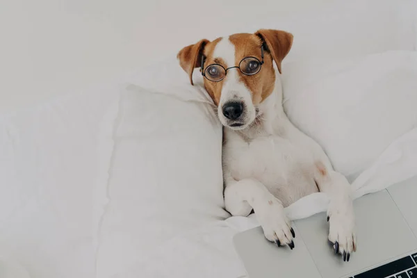 Rilassato Intelligente Jack Russel Terrier Cane Indossa Occhiali Trasparenti Lavora — Foto Stock