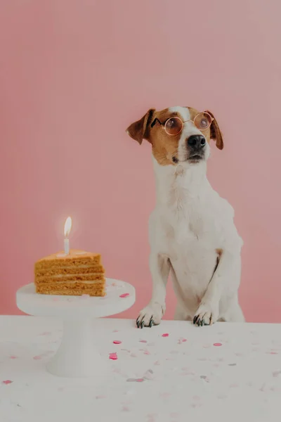 Концепция Дня Рождения Собаки Симпатичная Породистая Собака Носит Круглые Пряности — стоковое фото