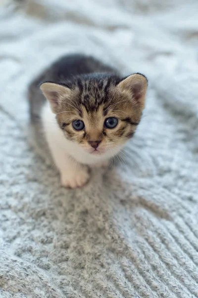 Little Domestic Cat Wool Knitting Background Close Selective Focus — Stock Photo, Image