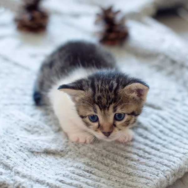 Pequeno Gato Doméstico Fundo Tricô Perto Foco Seletivo — Fotografia de Stock