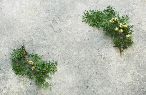 Christmas Stone Background Evergreen Twigs Cypress Flat Lay Copy Space — Stock Photo, Image