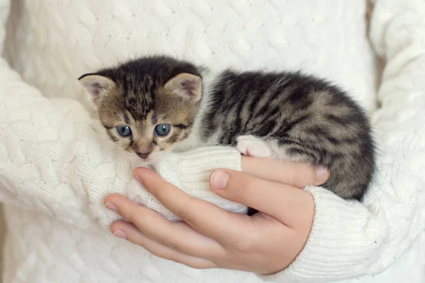 Malá Domácí Kočička Dívky Ruce Přes Pletací Vlny Svetr Zblízka — Stock fotografie