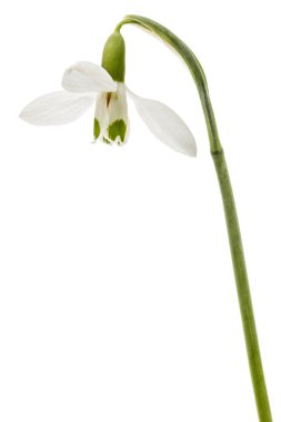 Beyaz arka plan üzerinde izole kardelen çiçeği