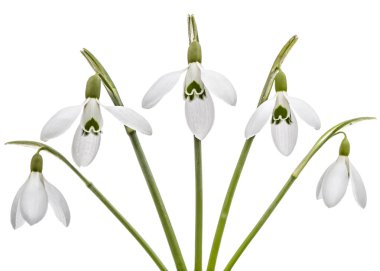 Beyaz arka plan üzerinde izole kardelen beş çiçek