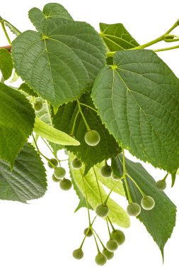 Beyaz arka planda yeşil yapraklar ve ıhlamur meyveleri.