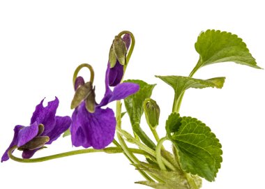 Menekşe çiçeği beyaz arka plan üzerinde izole