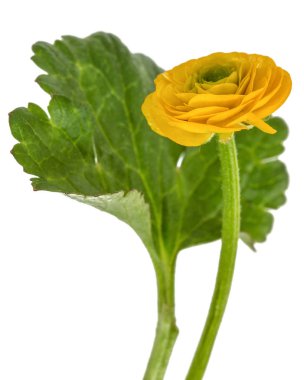 Beyaz arka plan üzerinde izole düğün çiçeği, çiçek