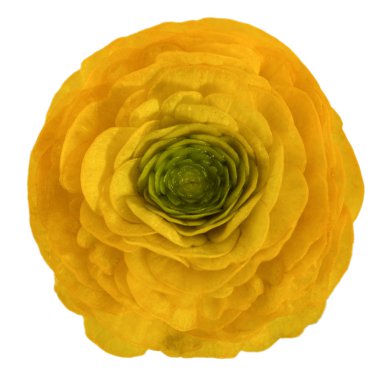 Beyaz arka plan üzerinde izole düğün çiçeği, çiçek