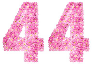 Arapça Beyaz arka plan üzerinde izole rakamı 44, kırk dört, pembe unutma çiçekler,