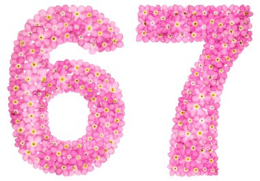 Arapça Beyaz arka plan üzerinde izole rakamı 67, pembe unutma çiçekler, üzerinden altmış yedi