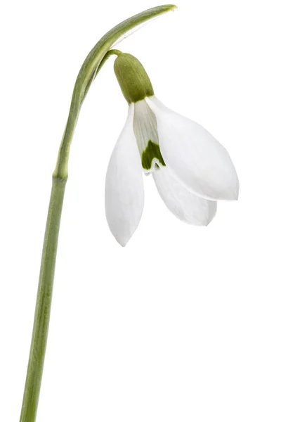 白い背景で隔離のスノー ドロップの花 — ストック写真