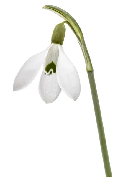 Květina Sněženka Izolovaných Bílém Pozadí — Stock fotografie