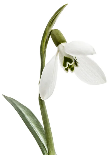 Kwiat Białym Tle Piękny Przebiśnieg — Zdjęcie stockowe