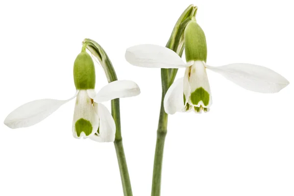 スノー ドロップの白い背景で隔離の つの花 — ストック写真