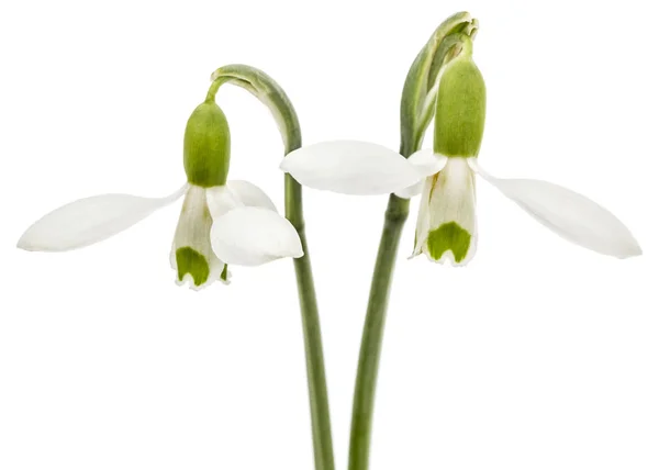Duas Flores Neve Isolada Fundo Branco — Fotografia de Stock