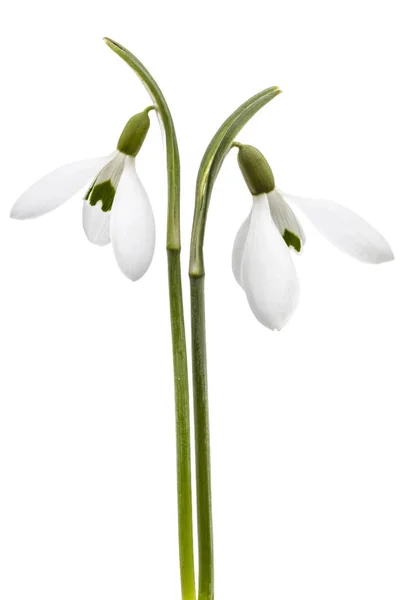 スノー ドロップの白い背景で隔離の つの花 — ストック写真