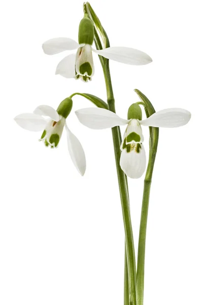 つの花スノー ドロップの白い背景で隔離の — ストック写真