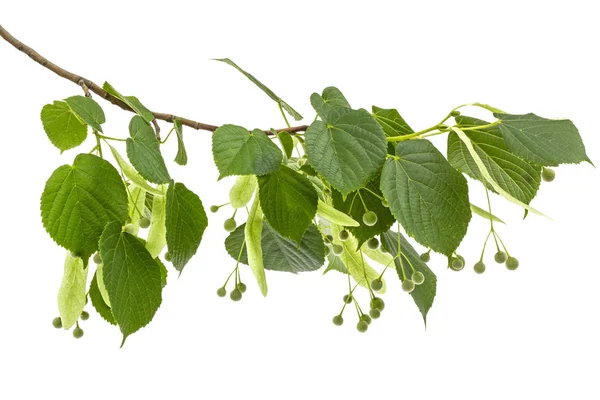 Folhas Verdes Frutos Tília Isolados Sobre Fundo Branco — Fotografia de Stock