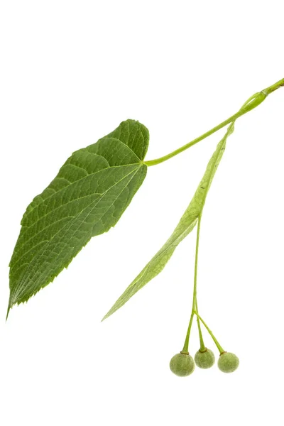 Zielone Liście Owoce Lipy Odizolowane Białym Tle — Zdjęcie stockowe