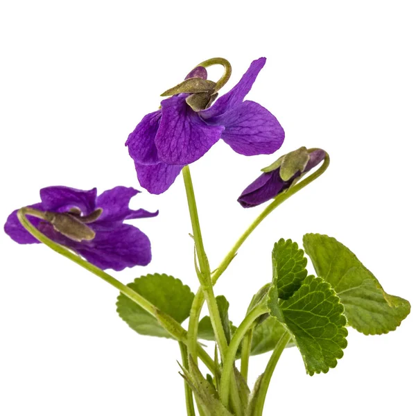 Квітка Фіолетового Кольору Ізольована Білому Тлі — стокове фото