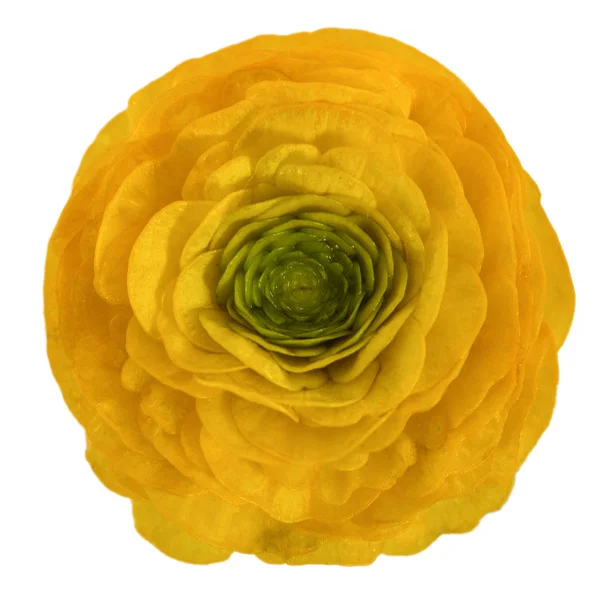 Blomma Smörblomma Isolerad Vit Bakgrund — Stockfoto