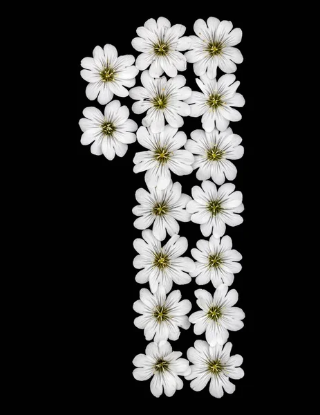 Arabic Numeral One White Flowers Cerastium Tomentosum Isolated Black Background — Stock Photo, Image