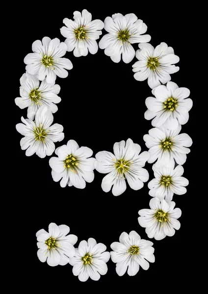Arabic Numeral Nine White Flowers Cerastium Tomentosum Isolated Black Background — Stock Photo, Image