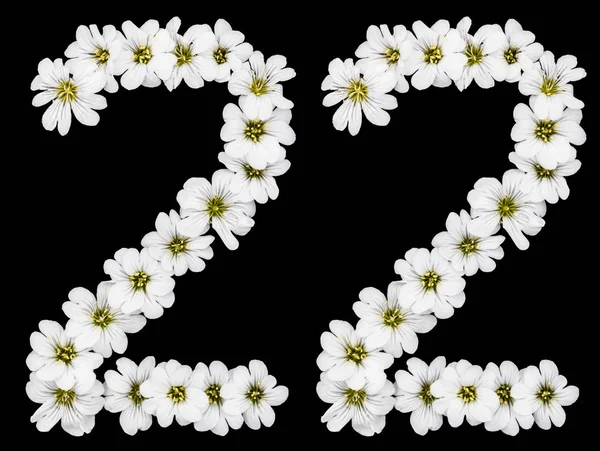 Arabski Liczebnik Dwadzieścia Dwa Dwadzieścia Dwóch Białych Kwiatów Rogownica Zwyczajne — Zdjęcie stockowe