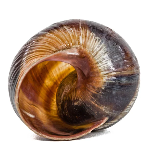 蜗牛螺旋壳 白色背景隔离 — 图库照片