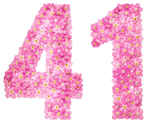 Arabic Numeral Forty One Pink Forget Flowers Isolated White Background — Stock Photo, Image