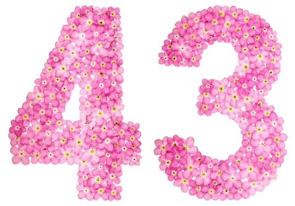 Numeral Arábico Quarenta Três Flores Rosa Esquecer Não Isolado Fundo — Fotografia de Stock