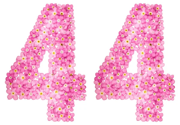 Numeral Arábico Quarenta Quatro Flores Rosa Esquecer Não Isolado Fundo — Fotografia de Stock