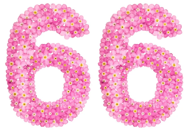 Numeral Árabe Sessenta Seis Flores Rosa Esquecer Não Isolado Fundo — Fotografia de Stock