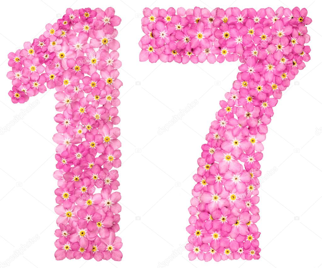 Arabic numeral 17, seventeen, from pink forget-me-not flowers, isolated on white background