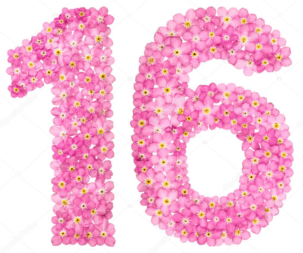 Arabic numeral 16, sixteen, from pink forget-me-not flowers, isolated on white background