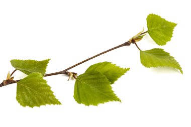 Beyaz arkaplanda huş ağacı dalı izole edildi