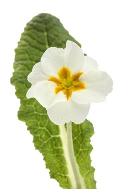 Çuha çiçeği, beyaz arkaplanda izole.