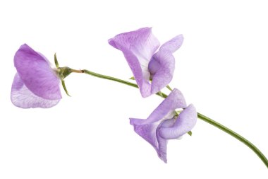 Beyaz arka planda izole edilmiş tatlı bezelye çiçekleri.