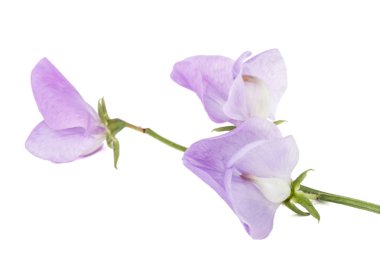 Beyaz arka planda izole edilmiş tatlı bezelye çiçekleri.