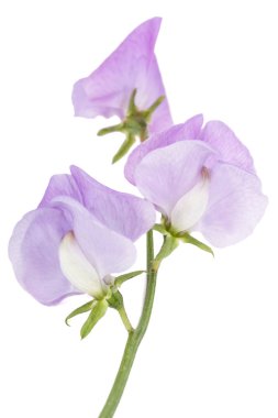 Beyaz arka planda izole edilmiş tatlı bezelye çiçekleri.