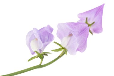 Beyaz arka planda izole edilmiş tatlı bezelye çiçekleri.