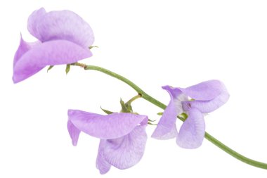 Beyaz arka planda izole edilmiş tatlı bezelye çiçekleri.