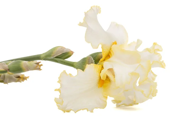 Fleur Jaune Iris Isolée Sur Fond Blanc — Photo