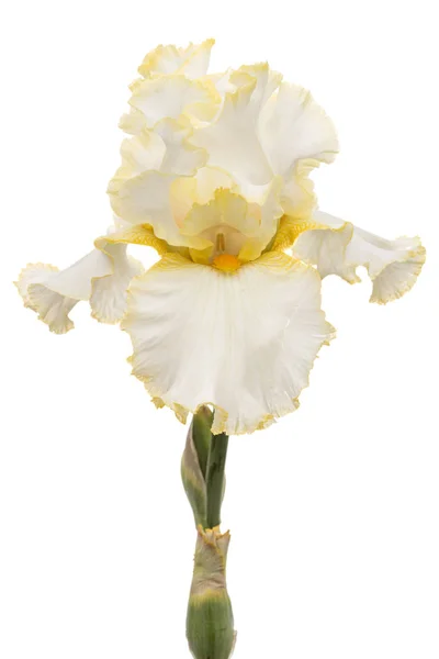 Fleur Jaune Iris Isolée Sur Fond Blanc — Photo