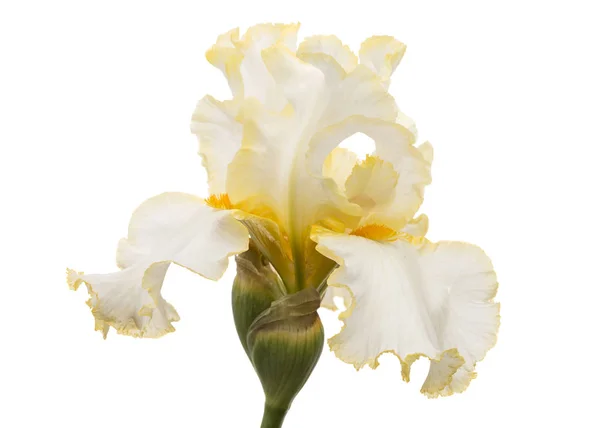 Gul Blomma Iris Isolerad Vit Bakgrund — Stockfoto