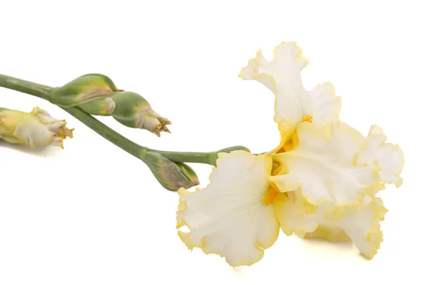 Желтый Цветок Радужной Оболочки Выделенный Белом Фоне — стоковое фото