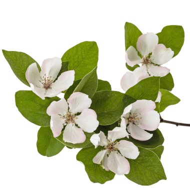 Beyaz bir arka plan üzerinde izole ayva çiçek