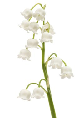 Beyaz çiçekli vadi zambağı, Lat. Convallaria majalis, beyaz üzerine izole edilmiş. 