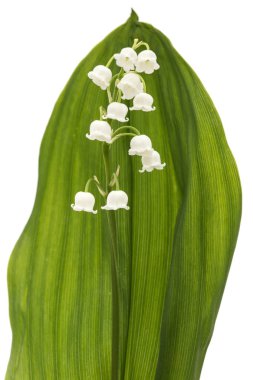 Beyaz çiçekli vadi zambağı, Lat. Convallaria majalis, beyaz üzerine izole edilmiş. 